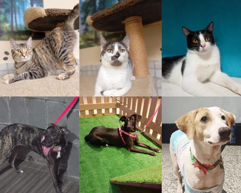 Adoção de pets e vacinação antirrábica gratuita movimentam Lauro de Freitas neste sábado