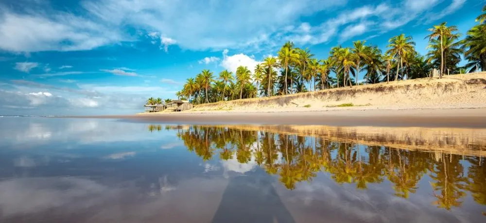Praia de Santo Antônio recebe plantio de mudas nativas em ação de preservação ambiental
