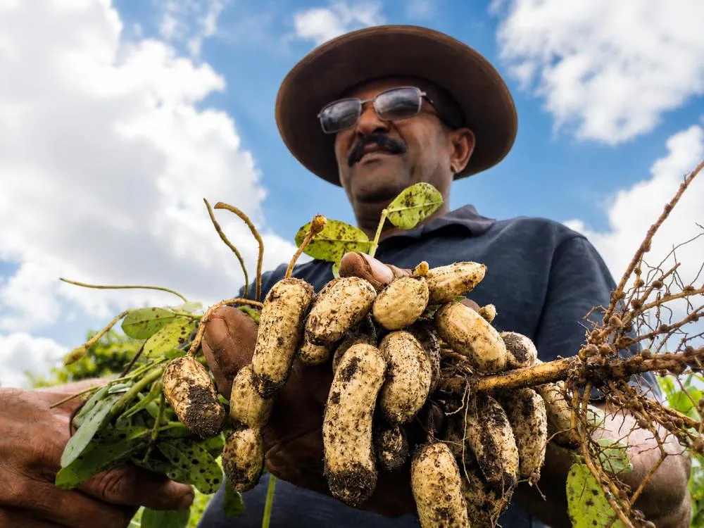 Colheita de milho e amendoim fortalece renda de agricultores e tradição junina 