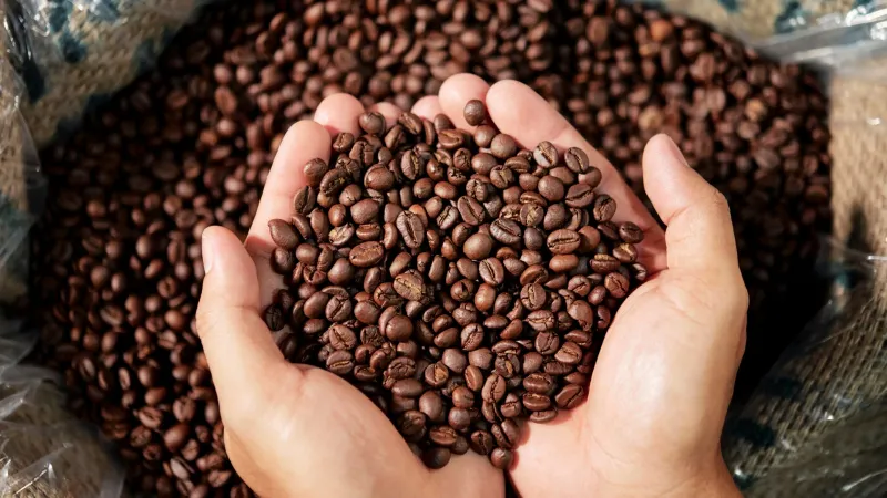 Bahia lidera produção de café no Nordeste e projeta safra de destaque em 2026